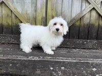 Rowen, a male Maltese for sale in Springfield, MO – 4 of 8