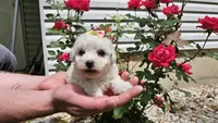 Candy, a male Bichon Frise for sale in Springfield, MO – 6 of 7