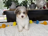 Toy size Clover blue eyes!!, a male Aussiedoodle for sale in Springfield, MO – 5 of 9