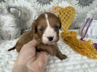 Zoe, a female Cavapoo for sale in Springfield, MO – 3 of 8
