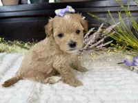 Birdie , a female Havapoo for sale in Springfield, MO – 7 of 8