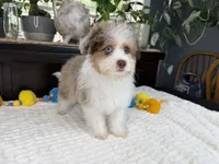 Toy size Clover blue eyes!!, a male Aussiedoodle for sale in Springfield, MO – 2 of 9