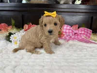 Cassy, a female Havapoo for sale in Springfield, MO – 8 of 10