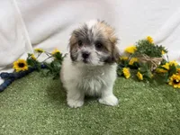 Trent, a male Mal Shi for sale in Springfield, MO – 5 of 10