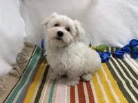 Ben, a male Maltese for sale in Springfield, MO – 4 of 8