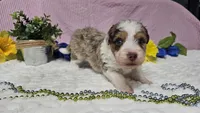 Toy size Clover, a male Aussiedoodle for sale in Springfield, MO – 7 of 10