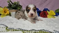 Toy size Clover, a male Aussiedoodle for sale in Springfield, MO – 10 of 10