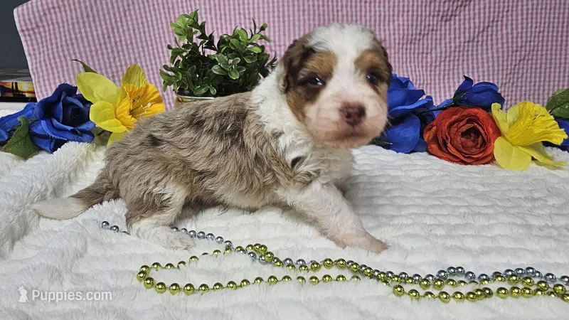 Toy size Clover – Aussiedoodle puppy for sale in Springfield, MO