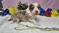 Toy size Clover, a male Aussiedoodle for sale in Springfield, MO – 1 of 10