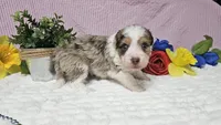 Toy size Clover, a male Aussiedoodle for sale in Springfield, MO – 5 of 10