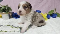 Toy size Clover, a male Aussiedoodle for sale in Springfield, MO – 2 of 10