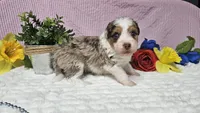 Toy size Clover, a male Aussiedoodle for sale in Springfield, MO – 9 of 10