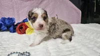 Toy size Clover, a male Aussiedoodle for sale in Springfield, MO – 4 of 10