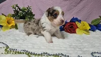 Toy size Clover, a male Aussiedoodle for sale in Springfield, MO – 6 of 10