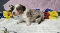 Toy size Clover, a male Aussiedoodle for sale in Springfield, MO – 8 of 10