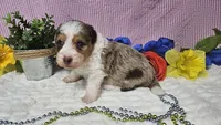 Toy size Clover, a male Aussiedoodle for sale in Springfield, MO – 3 of 10