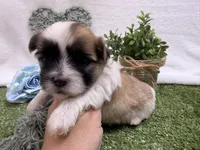 Trent, a male Mal Shi for sale in Springfield, MO – 1 of 10