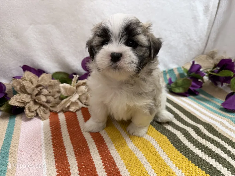 Oscar  – Mal Shi puppy for sale in Springfield, MO