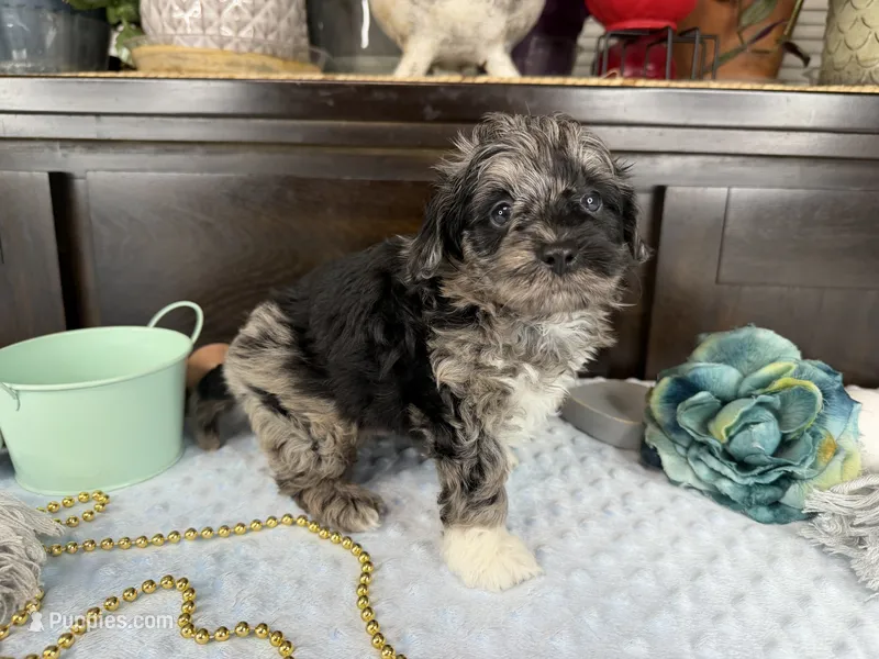 Matrix – Aussiedoodle puppy for sale in Springfield, MO