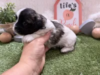 Lola, a female Shichon for sale in Springfield, MO – 8 of 8