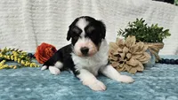 Toy size Carson, a male Aussiedoodle for sale in Springfield, MO – 2 of 10