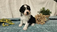 Toy size Carson, a male Aussiedoodle for sale in Springfield, MO – 9 of 10