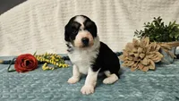 Toy size Carson, a male Aussiedoodle for sale in Springfield, MO – 7 of 10
