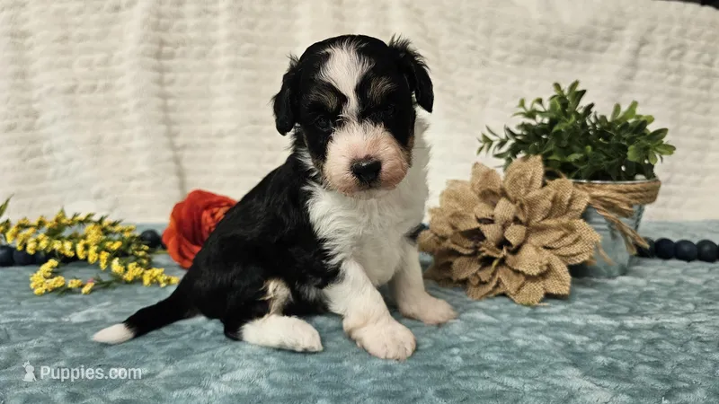 Toy size Carson – Aussiedoodle puppy for sale in Springfield, MO