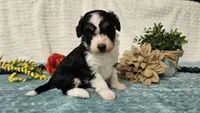 Toy size Carson, a male Aussiedoodle for sale in Springfield, MO – 1 of 10