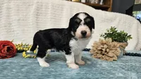 Toy size Carson, a male Aussiedoodle for sale in Springfield, MO – 5 of 10
