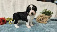 Toy size Carson, a male Aussiedoodle for sale in Springfield, MO – 8 of 10