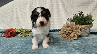 Toy size Carson, a male Aussiedoodle for sale in Springfield, MO – 6 of 10