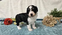 Toy size Carson, a male Aussiedoodle for sale in Springfield, MO – 10 of 10
