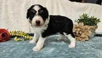 Toy size Carson, a male Aussiedoodle for sale in Springfield, MO – 4 of 10