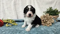 Toy size Carson, a male Aussiedoodle for sale in Springfield, MO – 3 of 10