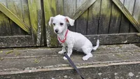 Duke, a male Bichon Frise for sale in Springfield, MO – 9 of 9