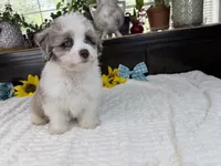 Toy size Caleb blue eyes !!!, a male Aussiedoodle for sale in Springfield, MO – 5 of 9