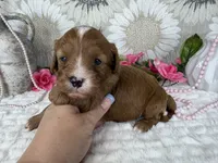 Kayla, a female Cavapoo for sale in Springfield, MO – 1 of 8
