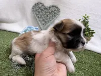 Trent, a male Mal Shi for sale in Springfield, MO – 5 of 10