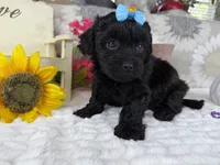 Isabella, a female Havapoo for sale in Springfield, MO – 7 of 10