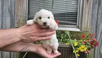 Nate, a male Bichon Frise for sale in Springfield, MO – 2 of 7