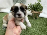 Trent, a male Mal Shi for sale in Springfield, MO – 3 of 10