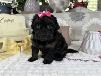 Indie, a female Havapoo for sale in Springfield, MO – 2 of 8