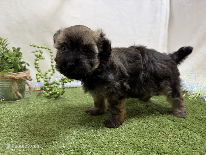 Scout – Havanese puppy for sale in Springfield, MO
