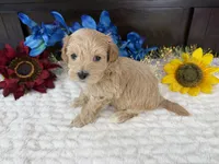 Jace, a male Havapoo for sale in Springfield, MO – 4 of 10