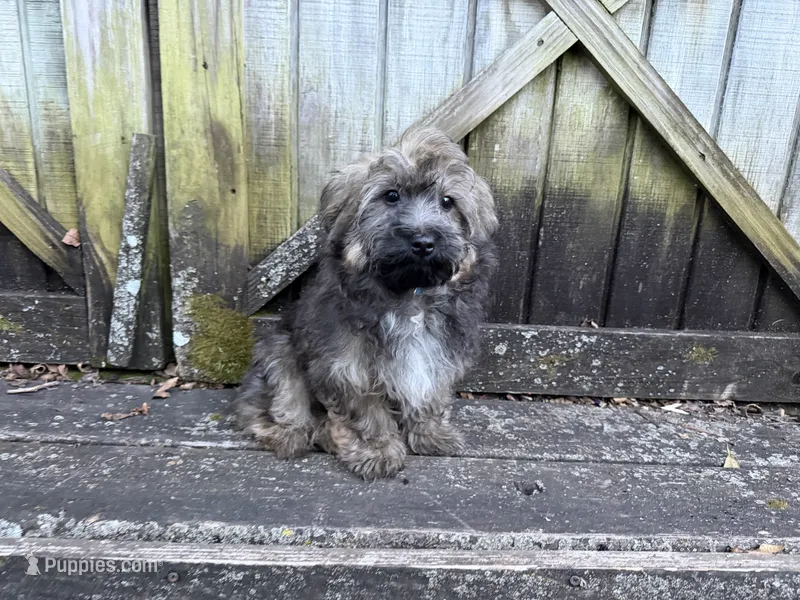 Scout – Havanese puppy for sale in Springfield, MO