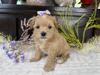 Birdie , a female Havapoo for sale in Springfield, MO – 4 of 8