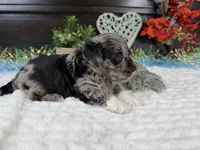 Matrix, a male Aussiedoodle for sale in Springfield, MO – 9 of 10