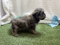 Sunny, a male Havanese for sale in Springfield, MO – 6 of 10