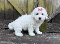 Penny, a female Bichon Frise for sale in Springfield, MO – 5 of 10